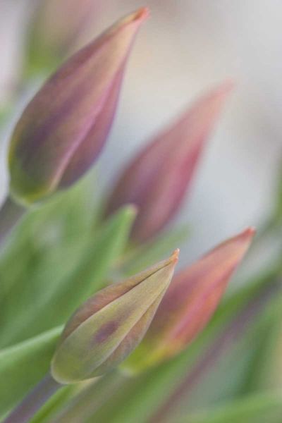 ME, Harpswell Tulip buds in a flower garden